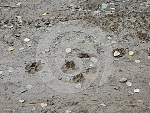 Coyote tracks follow a nearby rabbit trail telling the story of a daily harrowing tale in the forests of north Idaho photo