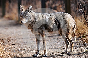 Coyote in Urban Sanctuary, Calgary, Alberta