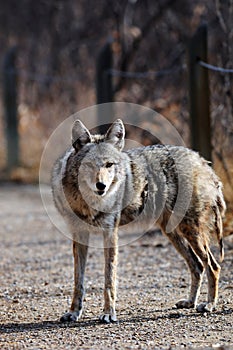 Coyote in Urban Sanctuary, Calgary, Alberta