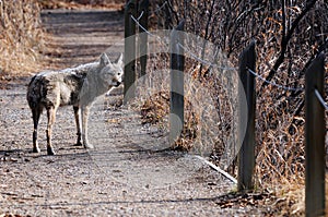 Coyote in Urban Sanctuary, Calgary, Alberta