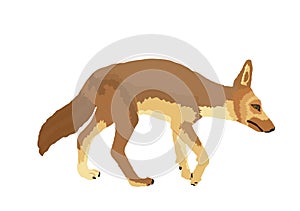 Coyote vector illustration isolated on white background. photo