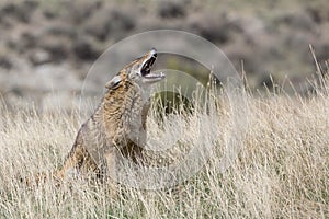 Coyote vocalizing on prairie