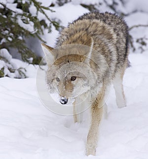 Coyote walking forward