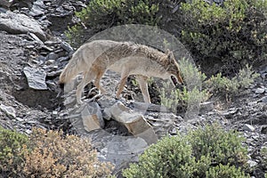 Coyote Walking Among the Native Brush