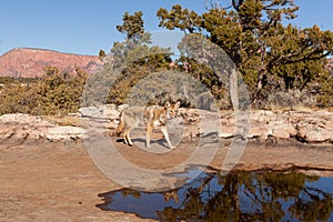 Coyote walking past shallow pool in southwest desert