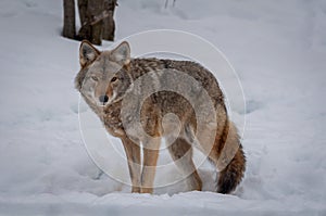 Coyote walking in the snow