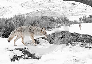 Coyote walking on snowy path