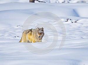 Coyote walks through deep snow in Yellowstone in winter