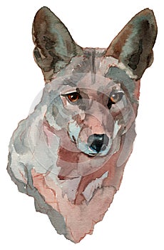 The coyote watercolor portrait