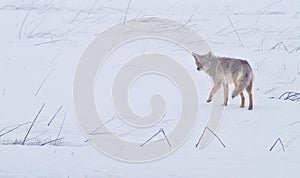 Coyote of the West Plains 1