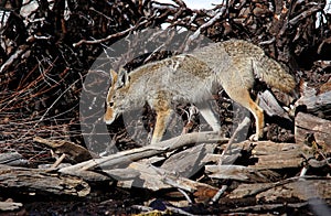 Coyote in the Wild in Tahoe California