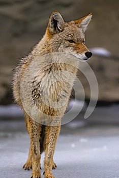 Coyote in Winter