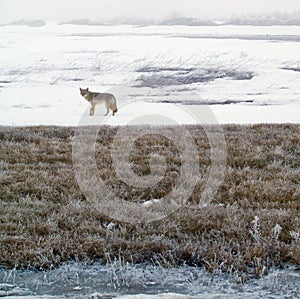 Coyote in Winter