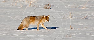 Coyote in Winter