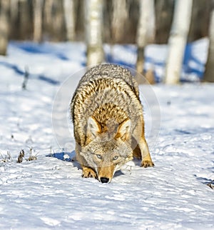 Coyote in winter