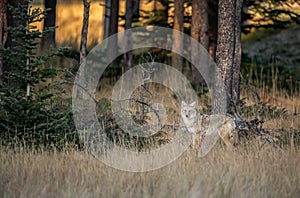 A coyote in Winter in Banff Canada