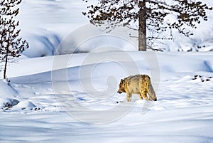 Coyote with winter coat walks away into the forest and deep snow