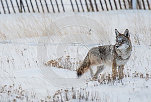 Coyote Winter Hunt