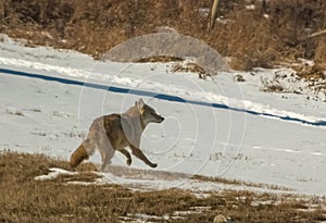 A coyote during the winter a species of canine