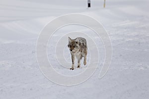 Coyote, Winter, Yellowstone NP