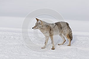 Coyote, Winter, Yellowstone NP