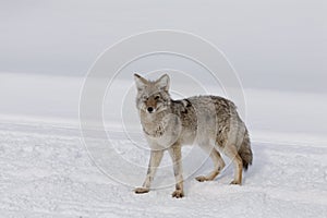 Coyote, Winter, Yellowstone NP