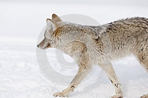 Coyote, Winter, Yellowstone NP