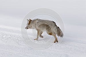 Coyote, Winter, Yellowstone NP