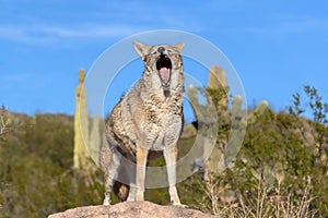 Coyote yawning