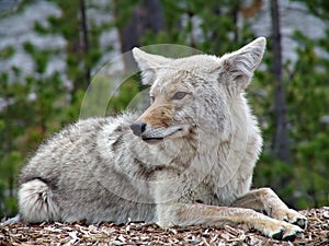 Coyote in yellowstone