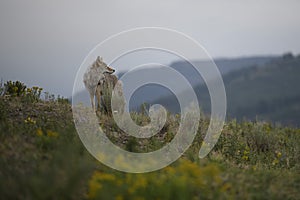 Coyote in Yellowstone National Park during the summer