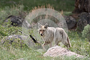 Coyote, Yellowstone NP