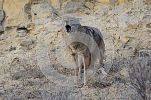 Coyote yelping in canyon