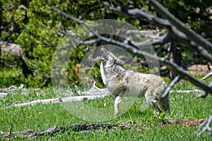 Coyote yelping at other coyotes in tree line, Yellowstone National Park, WY