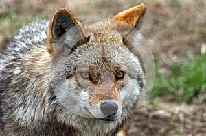 Coyote photo