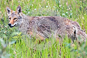 Coyote, Yukon Territories, Canada