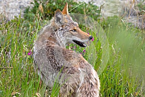 Coyote, Yukon Territories, Canada