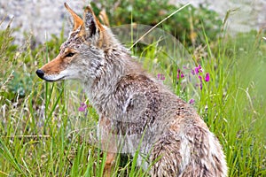 Coyote, Yukon Territories, Canada