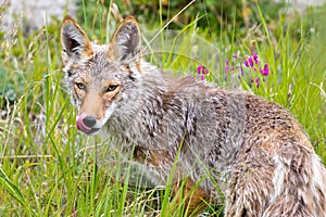 Coyote, Yukon Territories, Canada
