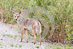 Coyote in the Yukon Territory, Canada