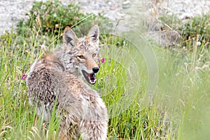 Coyote in the Yukon Territory, Canada