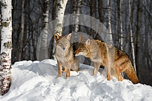 Coyotes (Canis latrans) Come Together in Birch Trees Winter