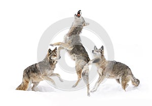 Coyotes (Canis latrans) isolated against a white background jumping in the winter snow in Canada