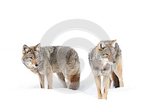 Coyotes (Canis latrans) isolated on white background walking and hunting in the winter snow in Canada