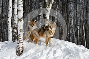 Coyotes (Canis latrans) Look Out From Edge of Birch Forest Winter