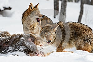 Coyotes (Canis latrans) Look Up From Deer Body Mouths Open Winter