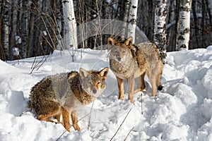 Coyotes (Canis latrans) Sit and Stand Looking Out From Forest Edge Winter