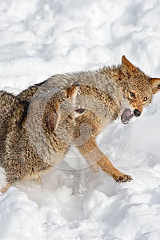 Coyotes (Canis latrans) Snap and Flinch Winter