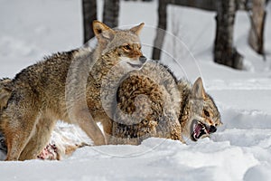 Coyotes (Canis latrans) Snapping and Snarling Winter