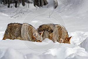 Coyotes (Canis latrans) Sniff Together in Snow Winter